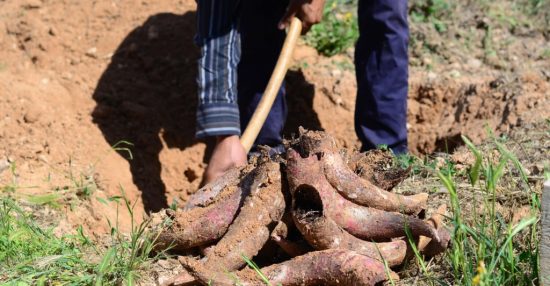 What is biodynamic wine?