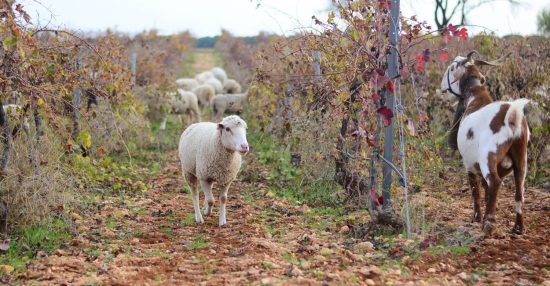 How to identify vegan wines