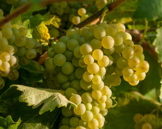 Chardonnay 101: the basic characteristics you need to know