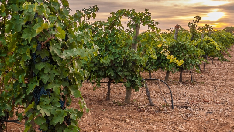 Organic wine: how is it made?