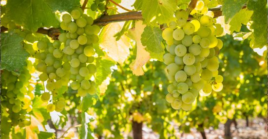 The Perfect Pairings for Sauvignon Blanc Day