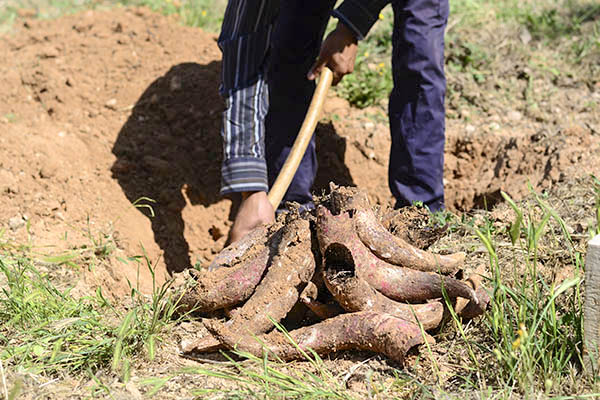 biodinámico viñedo cuerno vaca pedroñeras