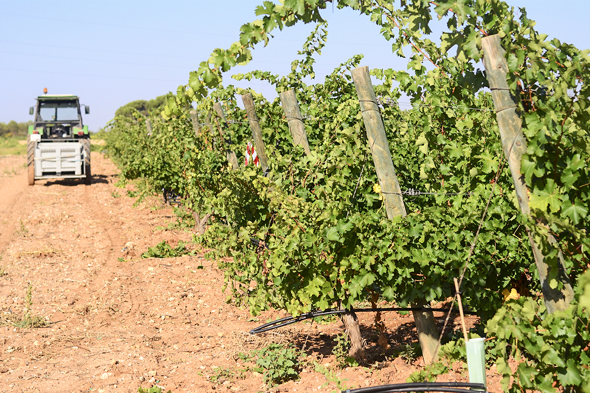 vendimia viñedo vino pedroñeras