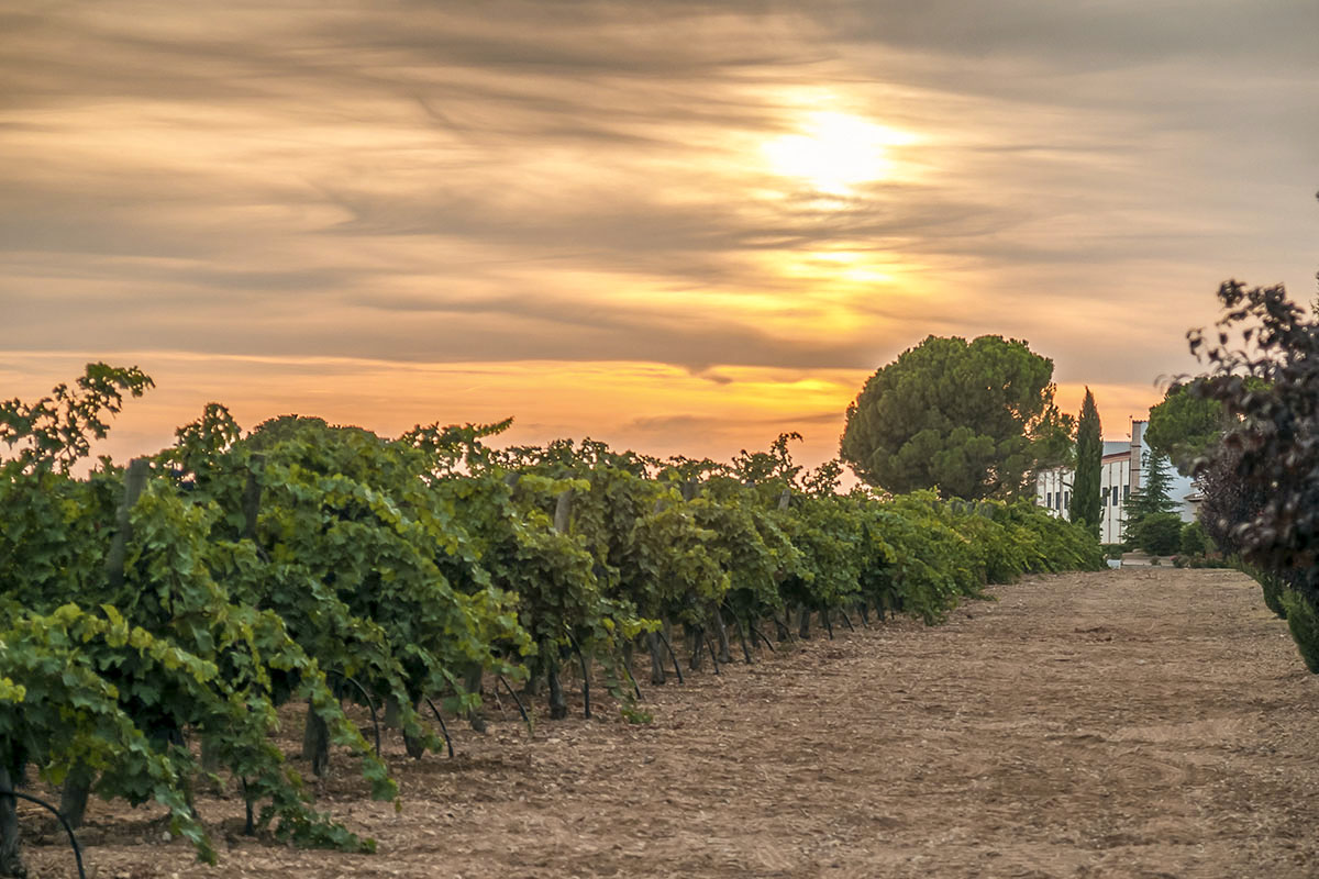 viñedo bodega dominio de punctum finca fabian