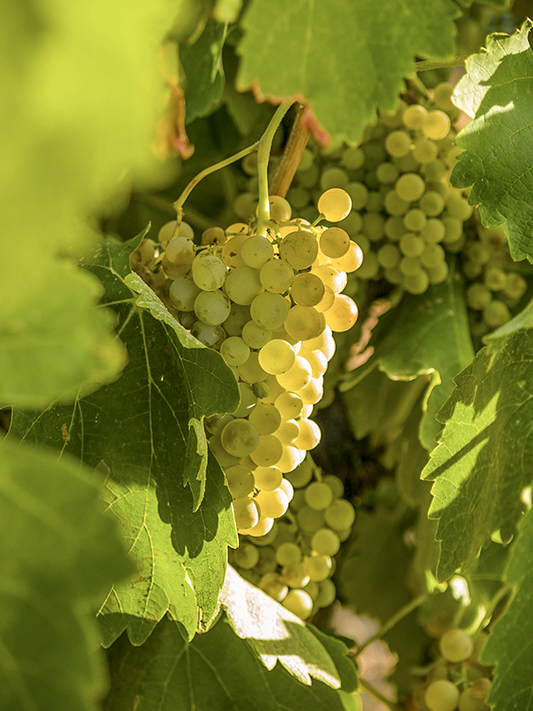 uvas blancas viñedo pedroñeras dominio de punctum