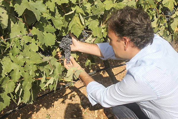 Jesus Fernandez Cifuentes Viñedo Dominio Punctum Finca Fabian