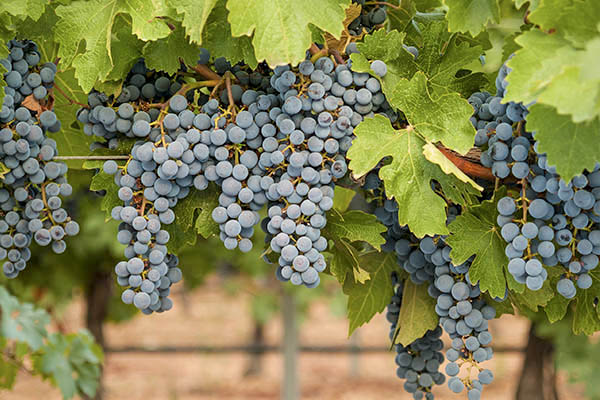 viñedo bodega dominio punctum uvas tintas finca fabian