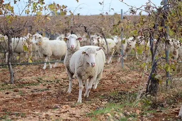 autumn vineyard livestock trails sheeps biodynamic