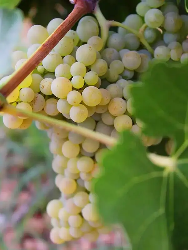 white grapes vineyard