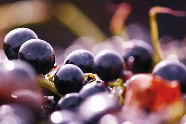 red grapes vineyard